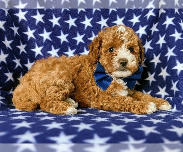Medium Photo #5 Cavapoo Puppy For Sale in BIRD IN HAND, PA, USA