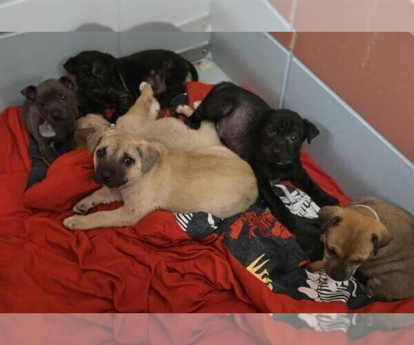 Medium Photo #8 American Staffordshire Terrier-Labrador Retriever Mix Puppy For Sale in Lakewood, CO, USA
