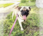 Small #2 Pug