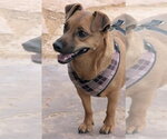 Small #3 Dachshund Mix