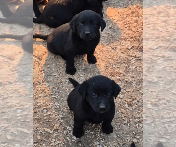 Medium Photo #7 Labrador Retriever Puppy For Sale in CORVALLIS, OR, USA