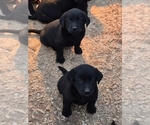Small #6 Labrador Retriever