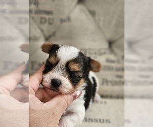 Yorkshire Terrier Puppy for sale in SALEM, OR, USA