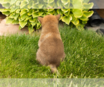 Small Photo #31 Shiba Inu Puppy For Sale in MILLERSBURG, IN, USA