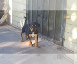 Small Photo #6 Australian Cattle Dog-Vizsla Mix Puppy For Sale in PHOENIX, AZ, USA