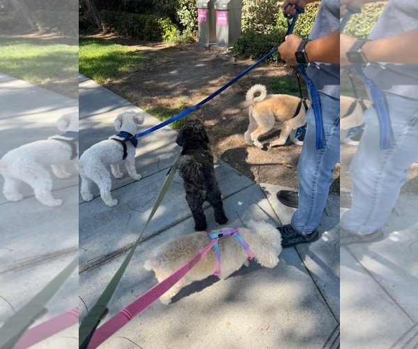 Medium Photo #7 Golden Retriever-Unknown Mix Puppy For Sale in Escondido, CA, USA
