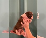Small Photo #3 Faux Frenchbo Bulldog Puppy For Sale in BREMERTON, WA, USA