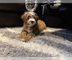 Bernedoodle Puppy for sale in GREENBELT, MD, USA