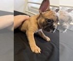 Small Photo #5 French Bulldog Puppy For Sale in NARANJA, FL, USA