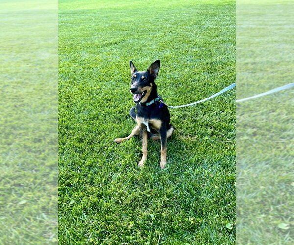 Medium Photo #13 German Shepherd Dog-Unknown Mix Puppy For Sale in Springdale, PA, USA