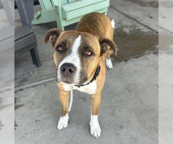 Medium Photo #2 Bullboxer Pit Puppy For Sale in Fort Collins, CO, USA