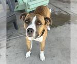 Small #1 Bullboxer Pit