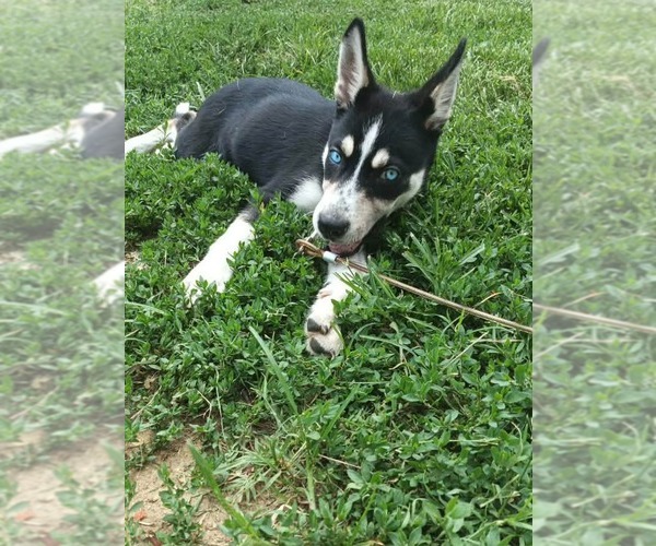 Medium Photo #4 Siberian Husky-Unknown Mix Puppy For Sale in Holly Springs, NC, USA