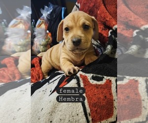 American French Bull Terrier Puppy for sale in BRONX, NY, USA