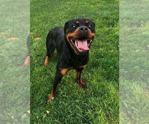 Rottweiler-Unknown Mix Dogs for adoption in Rochester, NY, USA