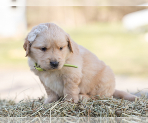 Golden Retriever Puppy for sale in LIBERTY, KY, USA