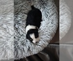 Puppy Puppy 2 Tip Miniature Australian Shepherd