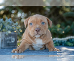Small #2 American Bully
