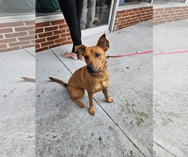 Medium Photo #4 American Pit Bull Terrier-Carolina Dog Mix Puppy For Sale in Oakhurst, NJ, USA