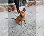 Small #3 American Pit Bull Terrier-Carolina Dog Mix