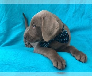 Labrador Retriever Puppy for sale in LAKELAND, FL, USA