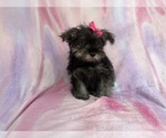Small #7 Schnauzer (Miniature)