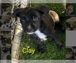 Small Border Collie Mix