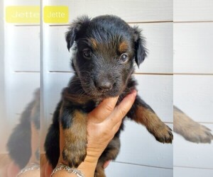 Australian Shepherd Puppy for sale in MONTGOMERY, TX, USA