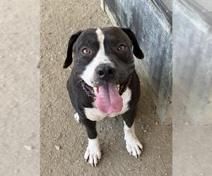 SPOT - Male Mutt Dog for Adoption - Photo #2