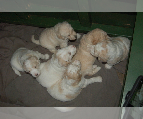 Medium Photo #7 Goldendoodle Puppy For Sale in COLCHESTER, CT, USA
