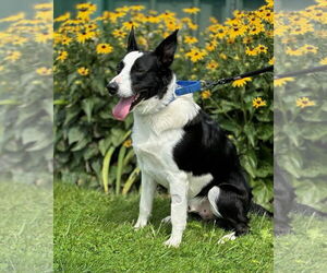 Border Collie Dogs for adoption in Batavia, NY, USA