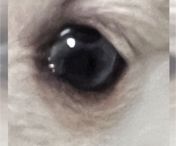 Medium Photo #36 Pomsky Puppy For Sale in GOLDEN VALLEY, AZ, USA