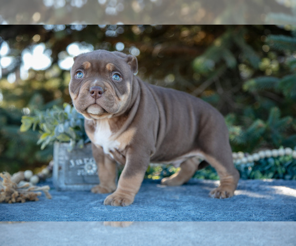 Medium Photo #3 American Bully Puppy For Sale in TOPEKA, IN, USA