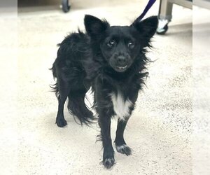 Chihuahua-Unknown Mix Dogs for adoption in Rancho Cucamonga, CA, USA