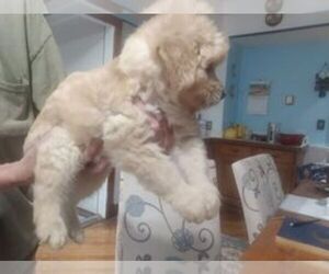 Double Doodle Puppy for Sale in EVERETT, Pennsylvania USA