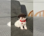 Small Photo #1 Poodle (Toy) Puppy For Sale in JEFFERSONVILLE, IN, USA