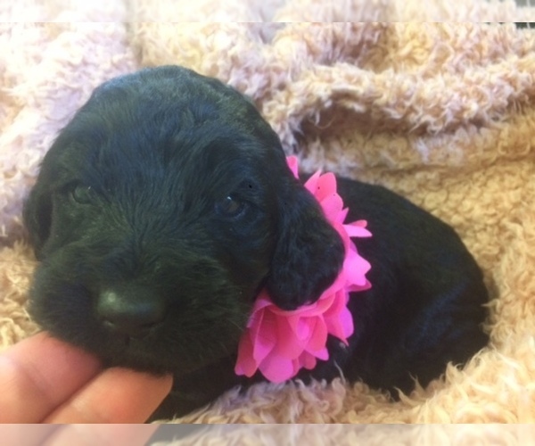 Medium Photo #8 Double Doodle Puppy For Sale in KALISPELL, MT, USA