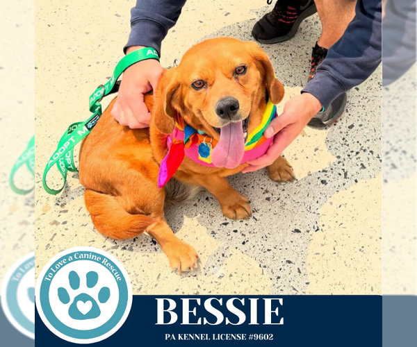 Medium Photo #6 Doxle Puppy For Sale in Kimberton, PA, USA