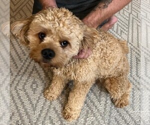 Cavapoo Puppy for sale in LEXINGTON, SC, USA