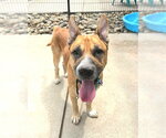 Small German Shepherd Dog Mix