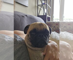 Pug Dogs for adoption in Indianapolis, IN, USA