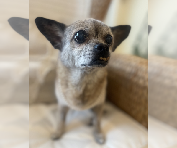Medium Photo #4 Chiweenie Puppy For Sale in Weston, FL, USA