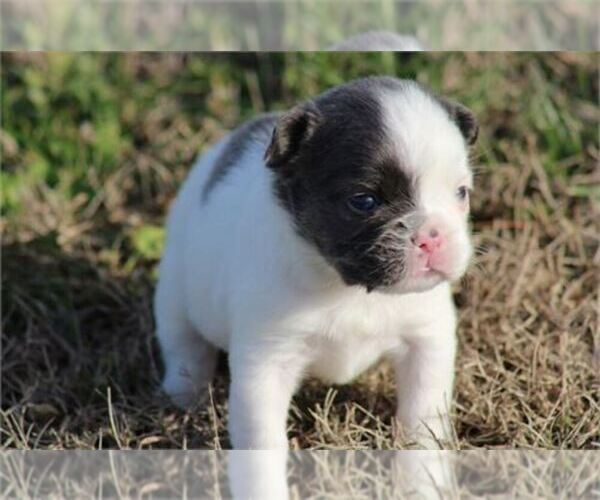 Medium Photo #27 French Bulldog Puppy For Sale in PEMBROKE PINES, FL, USA