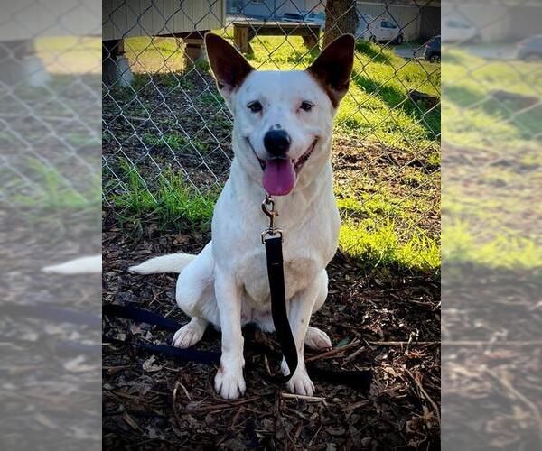 Medium Photo #3 Mutt Puppy For Sale in San Andreas, CA, USA