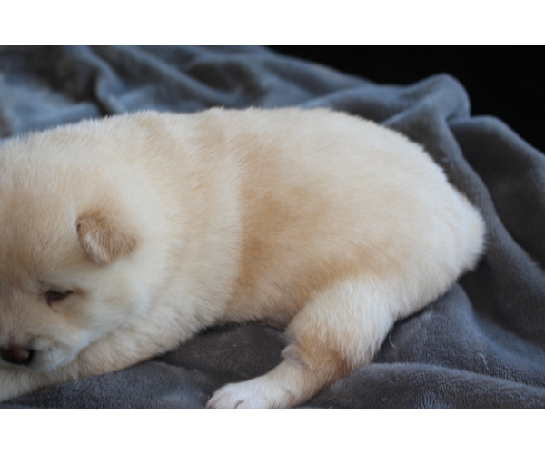 Medium Photo #23 Shiba Inu Puppy For Sale in VIRGINIA BCH, VA, USA
