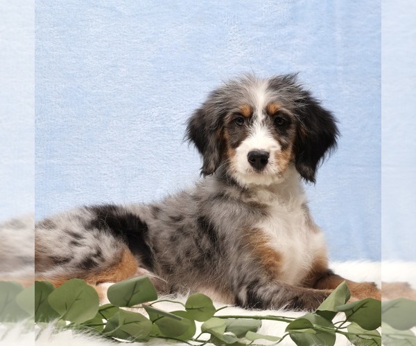 Medium Photo #3 Bernedoodle (Miniature) Puppy For Sale in LIVINGSTON, WI, USA