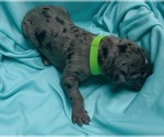 Image preview for Ad Listing. Nickname: Lime green