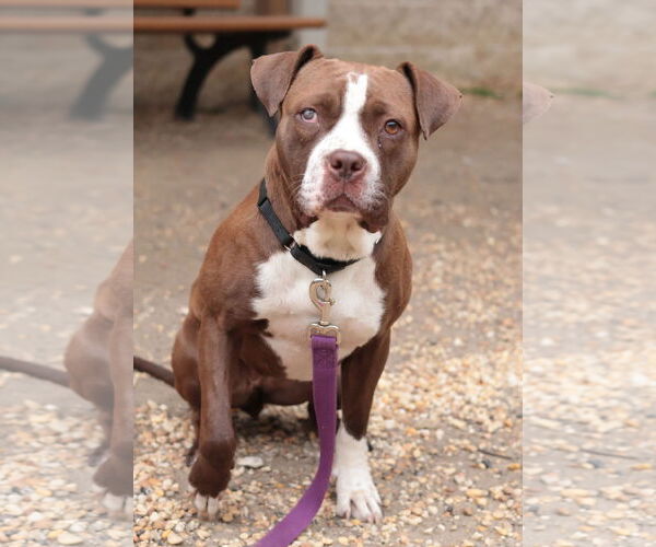 Medium Photo #23 Mutt Puppy For Sale in Philadelphia, PA, USA