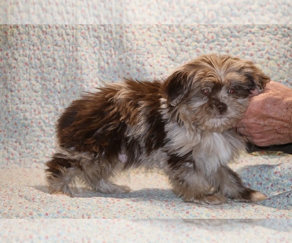 Medium Photo #2 Shih Tzu Puppy For Sale in DYERSBURG, TN, USA