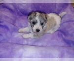 Small Photo #8 Havachon Puppy For Sale in WINSTON SALEM, NC, USA